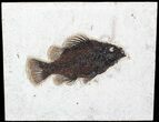 Priscacara Fossil Fish - Wyoming #63357-1